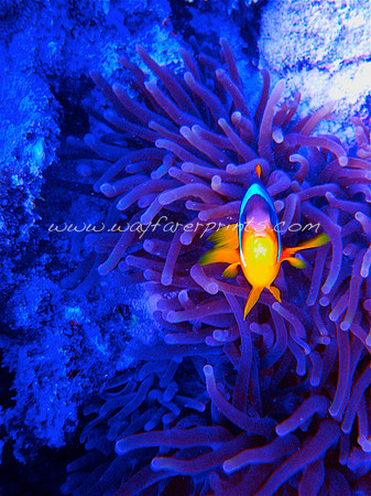 18. Clown Fish - Red Sea, Egypt