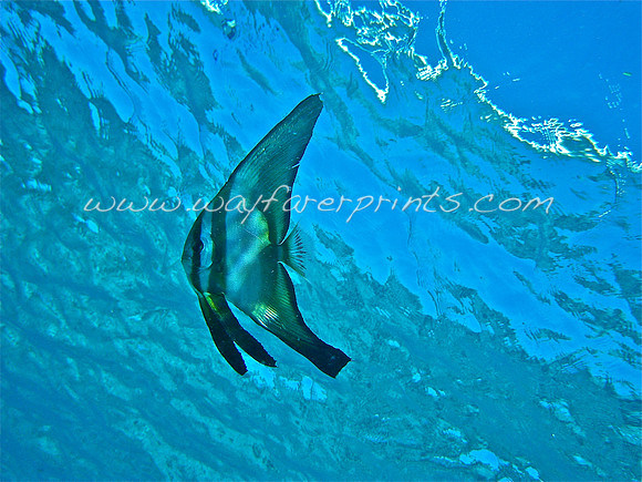 22. Spade Fish - Gili Trawangan, Indonesia