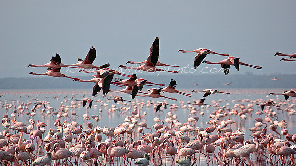 5. Flamingos - Lake Nakuru, Kenya
