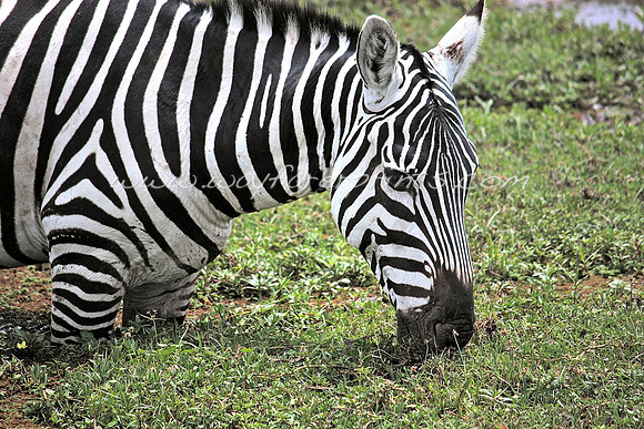 39. Zebra - Amboseli National Park, Kenya