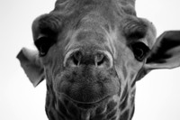 17. Curious Giraffe - Rift Valley, Kenya