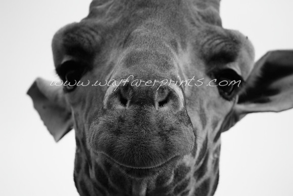 17. Curious Giraffe - Rift Valley, Kenya