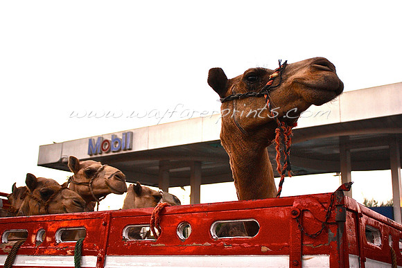 23. Camels - Egypt