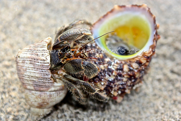 21. Crabby - Naviti Island, Fiji