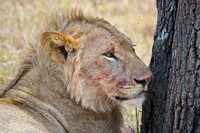 17. Resting Lion - Masai Mara, Kenya