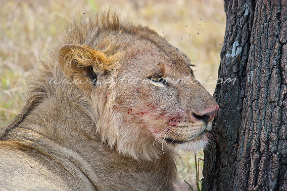 17. Resting Lion - Masai Mara, Kenya