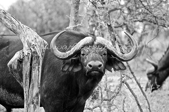 13. Cape Buffalo - Masai Mara, Kenya