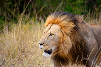 20. Lion - Masai Mara, Kenya