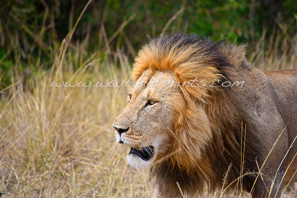 20. Lion - Masai Mara, Kenya