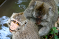 12. Monkey Forest - Ubud, Indonesia