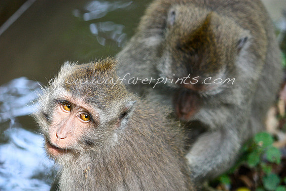 12. Monkey Forest - Ubud, Indonesia