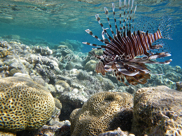 29. Lion Fish - Red Sea, Egypt