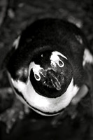 10. Boulders Beach - False Bay, South Africa