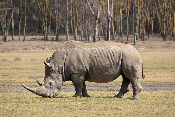 37. Rhino - Lake Nakuru, Kenya