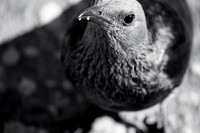 15. Curious Bird - Table Mountain, South Africa