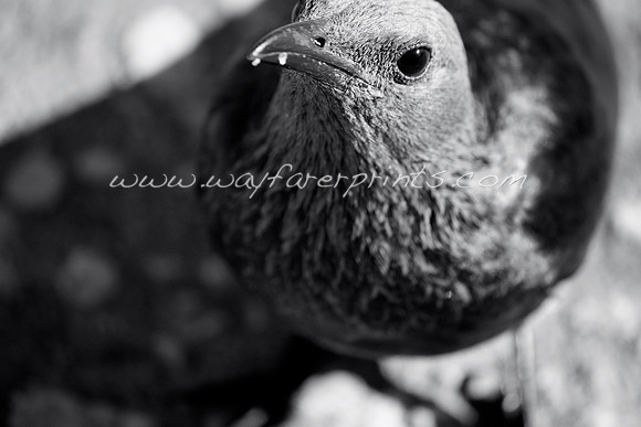 15. Curious Bird - Table Mountain, South Africa