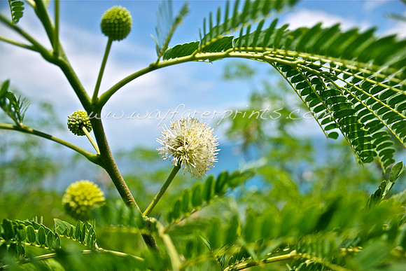 2. Flora - Naviti Island, Fiji