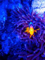 3. Clown Fish - Red Sea, Egypt