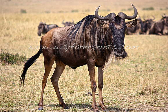 53. Wildebeest - Masai Mara, Kenya