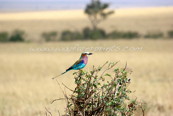 51. Masai Mara, Kenya