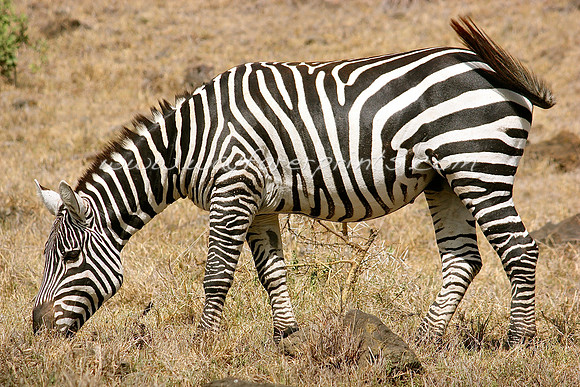 48. Zebra - Lake Nakuru, Kenya