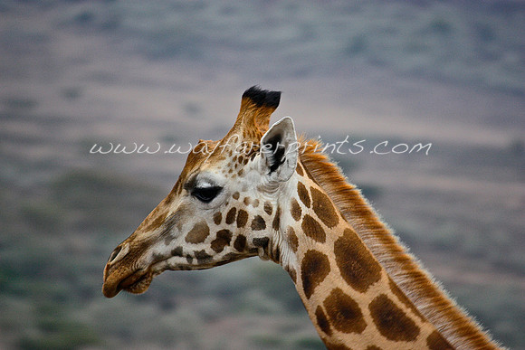 27. Giraffe - Rift Valley, Kenya