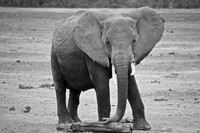 7. Elephant - Amboseli National Park, Kenya