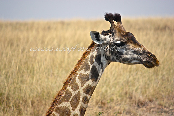 52. Giraffe - Masai Mara, Kenya