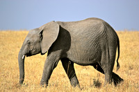 15. Elephant - Masai Mara, Kenya