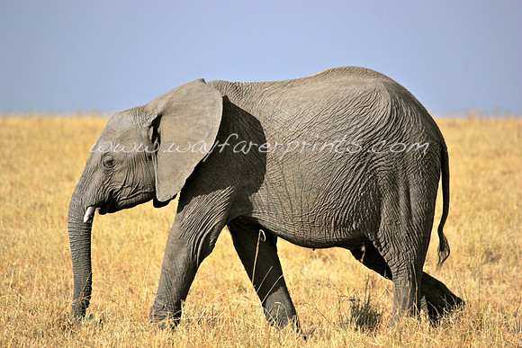 15. Elephant - Masai Mara, Kenya