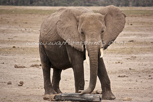 28. Elephant - Amboseli National Park, Kenya
