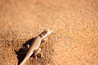 14. Fauna - Sossusvlei, Namibia