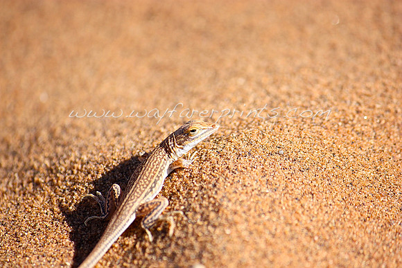 14. Fauna - Sossusvlei, Namibia