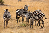 11. Zebra - Masai Mara, Kenya