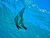 9. Spade Fish - Gili Trawangan, Indonesia