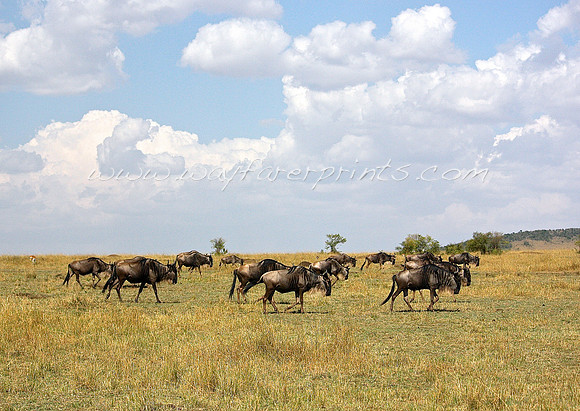 34. Masai Mara, Kenya