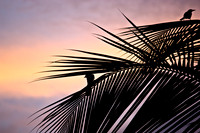 10. Birds at Sunset - Bocas del Toro, Panama