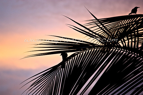 10. Birds at Sunset - Bocas del Toro, Panama