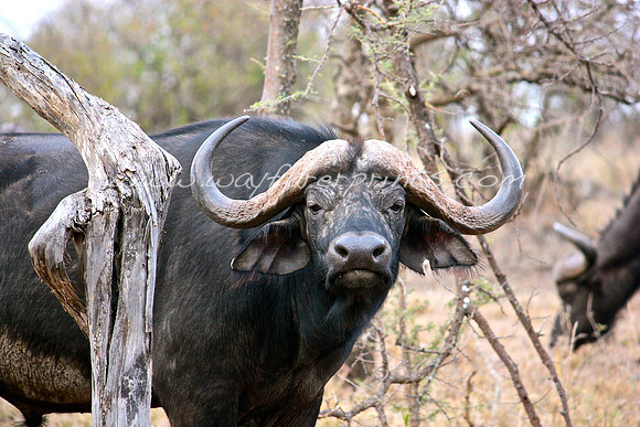47. Cape Buffalo - Masai Mara, Kenya