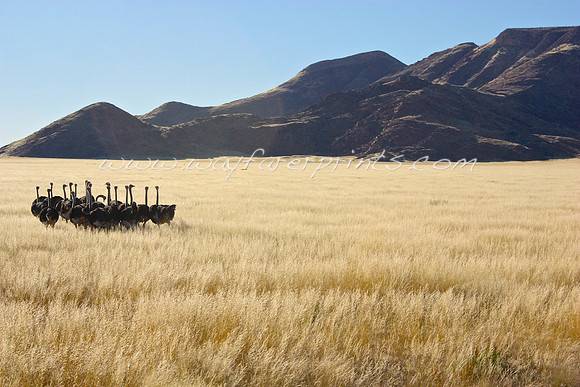 32. Flock of Ostriches -Sossusvlei, Namibia