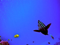 18. Fish - Red Sea, Egypt
