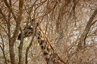4. Giraffe - Amboseli National Park, Kenya