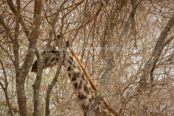 4. Giraffe - Amboseli National Park, Kenya