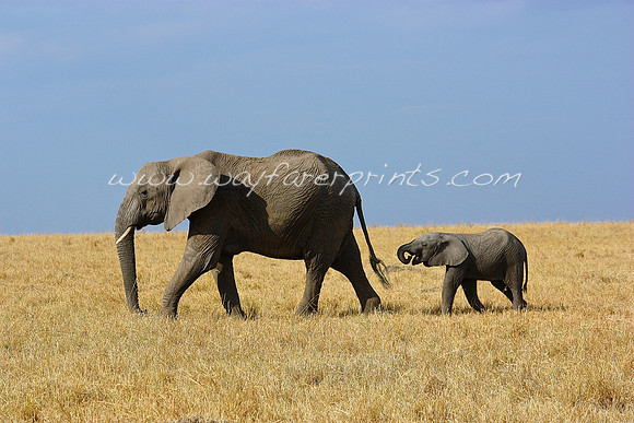 116. Elephant - Masai Mara, Kenya