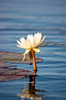 19. Water Lily - Okavango Delta, Botswana