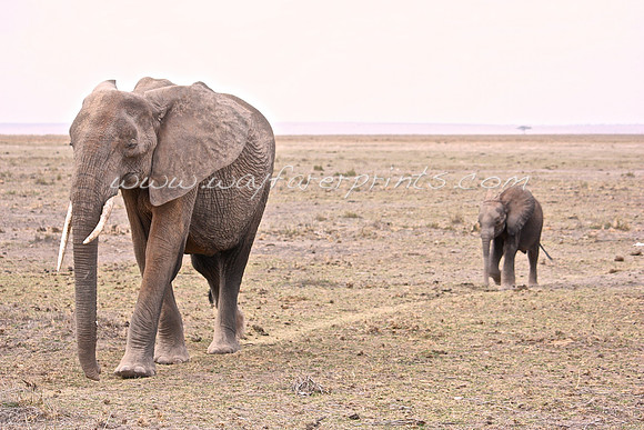 90. Elephant - Amboseli National Park, Kenya