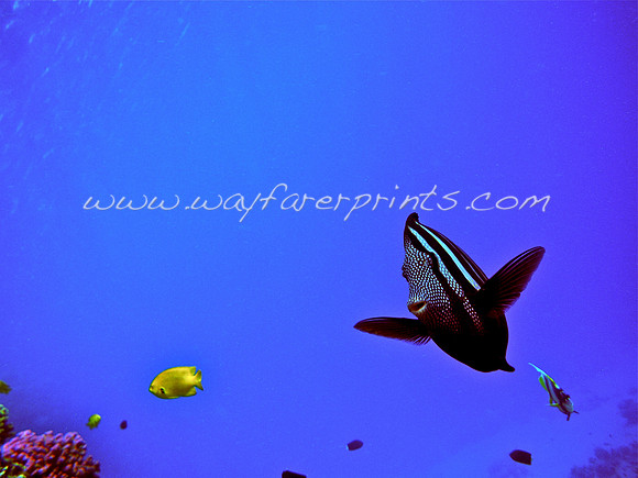 106. Fish - Red Sea, Egypt