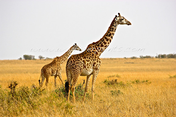 101. Giraffe - Masai Mara, Kenya