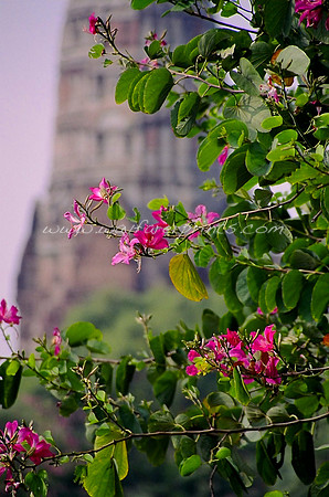 51. Ayutthaya, Thailand