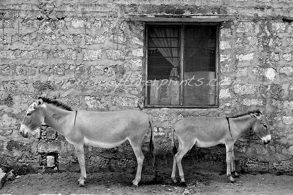 55. Dueling Asses - Lamu, Kenya